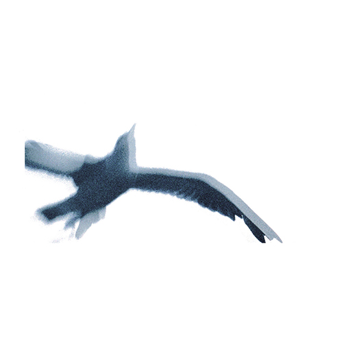 Grainy photo illustration of a gull in flight.